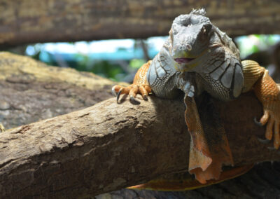 Zoo Salzburg